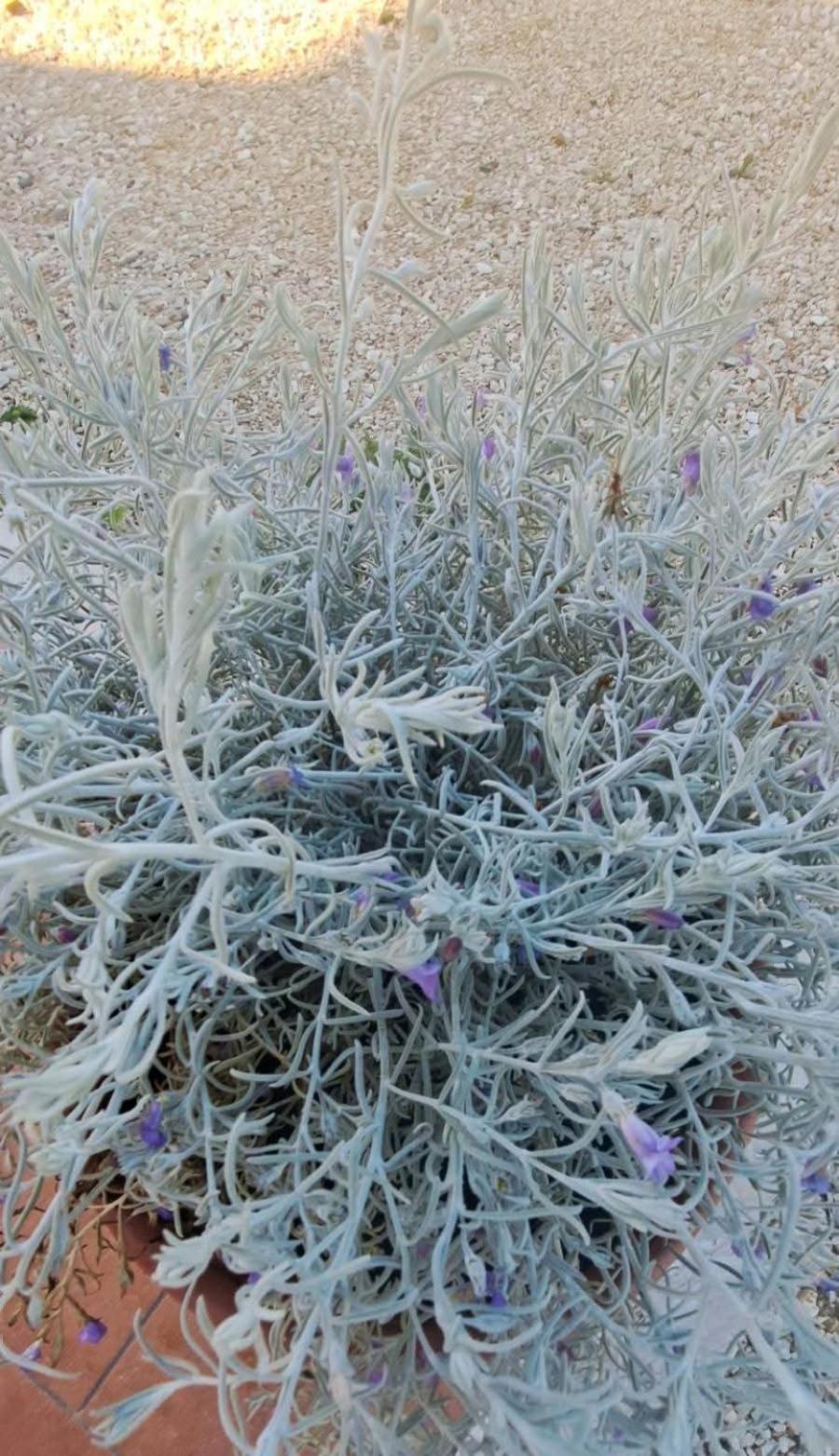 Agriturismo Maremma Amara Сатурния Экстерьер фото